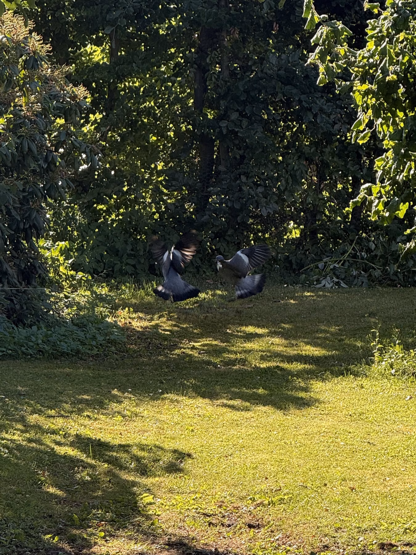 Two birds sitting in grass in front of trees and shrubs.