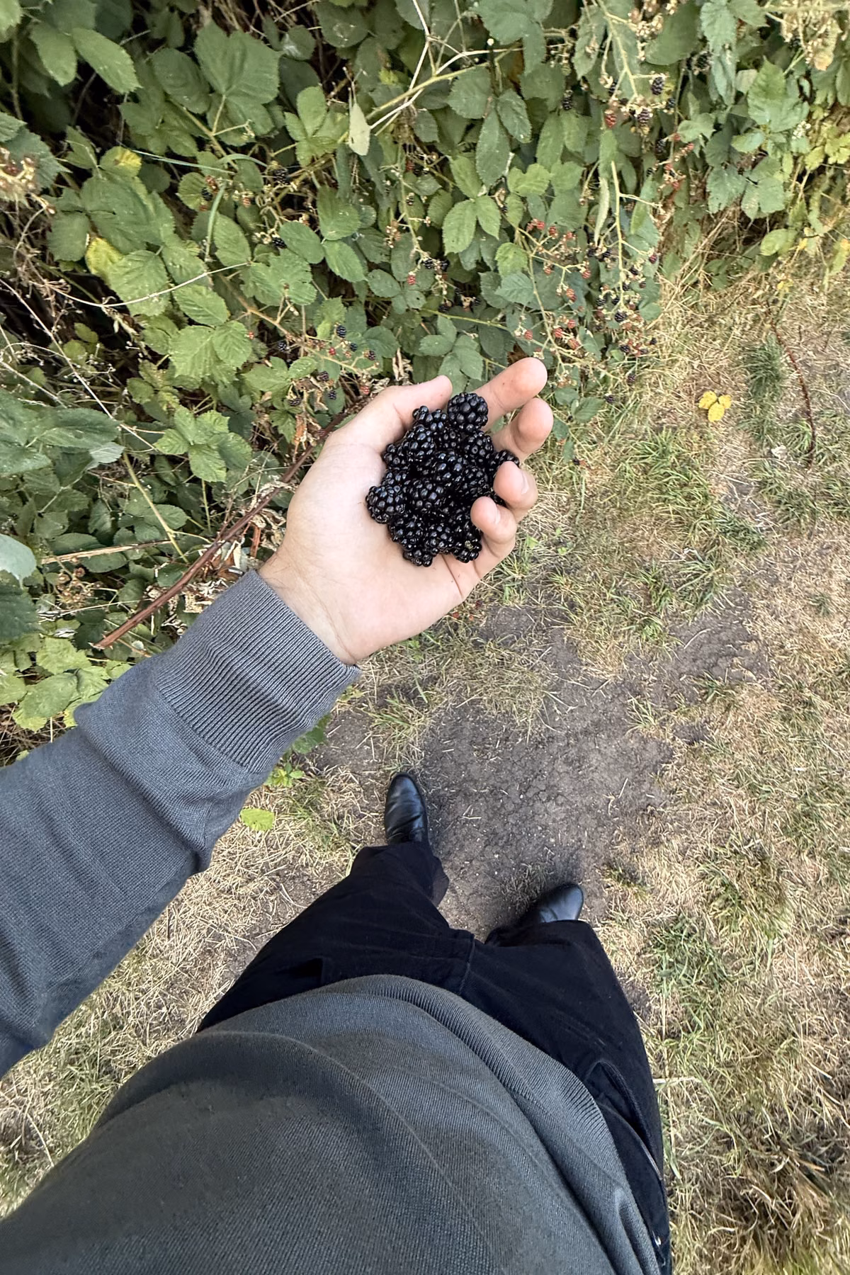 A handful of wild blackberries held in front of a grey knit on a late-summer walk.