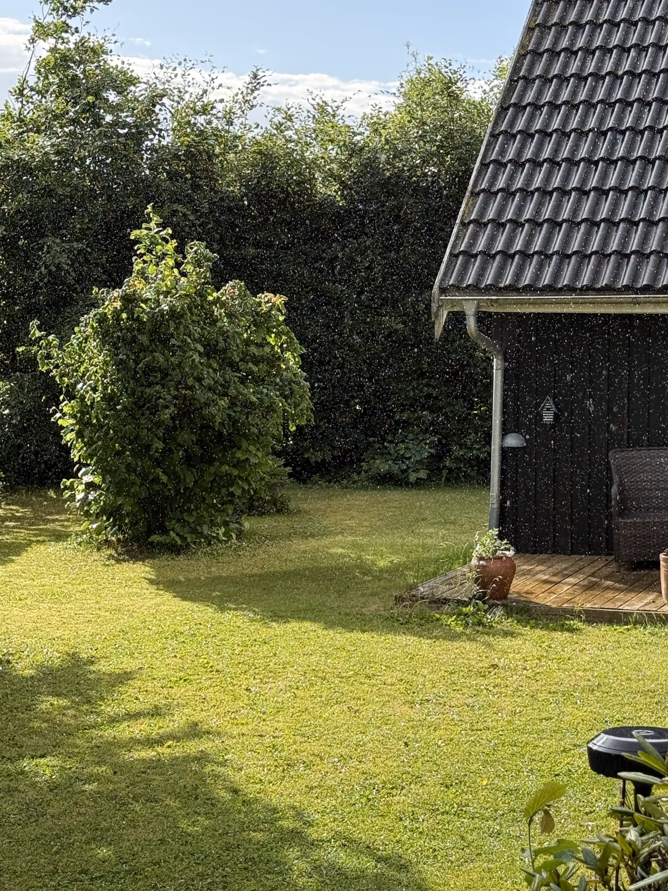 A sunlit green garden with shrubs and a dark timber house.